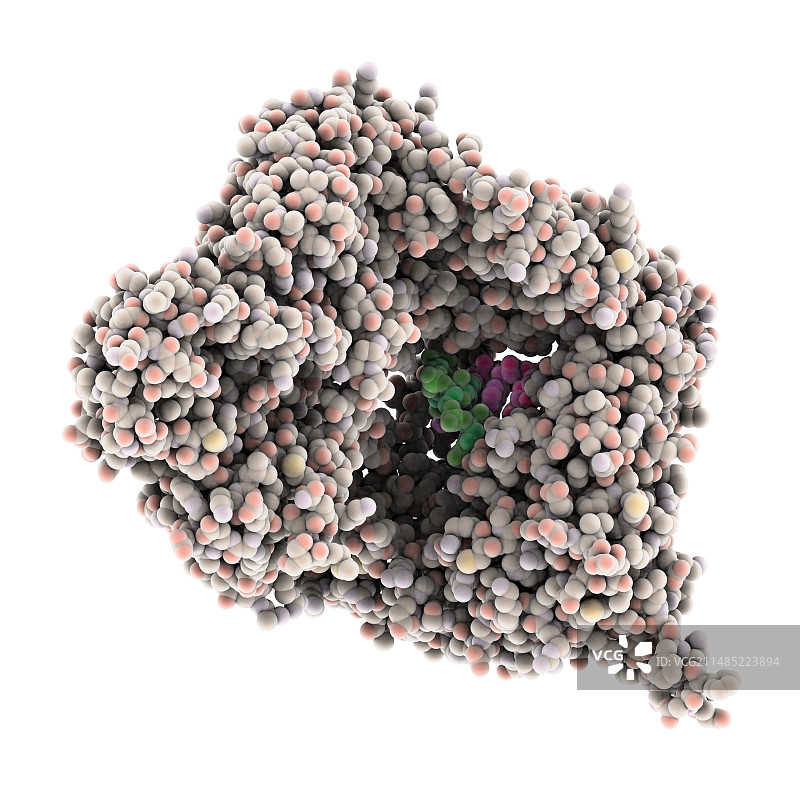 RNA聚合酶分子图片素材