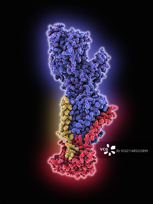 钠钾离子泵蛋白图片素材
