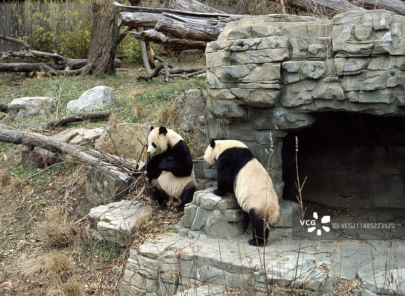 圈养的大熊猫图片素材