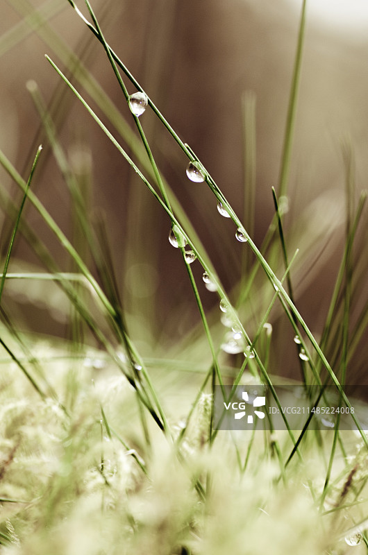 草地上的露珠图片素材