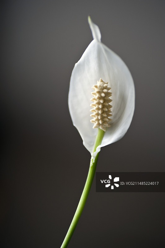 白鹤芋图片素材