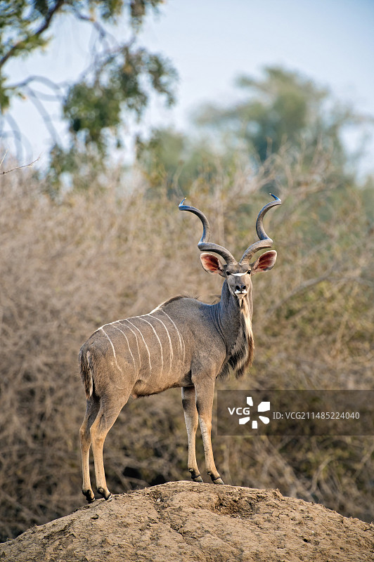 津巴布韦大捻角羚图片素材