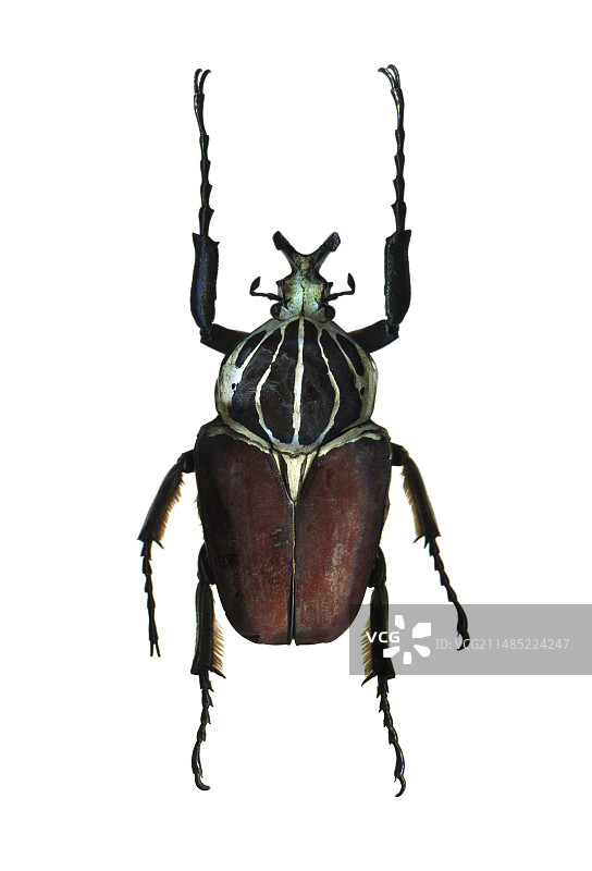 歌利亚甲虫图片素材