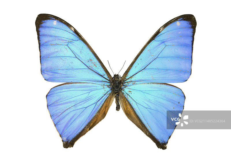 Aega morpho蝴蝶图片素材