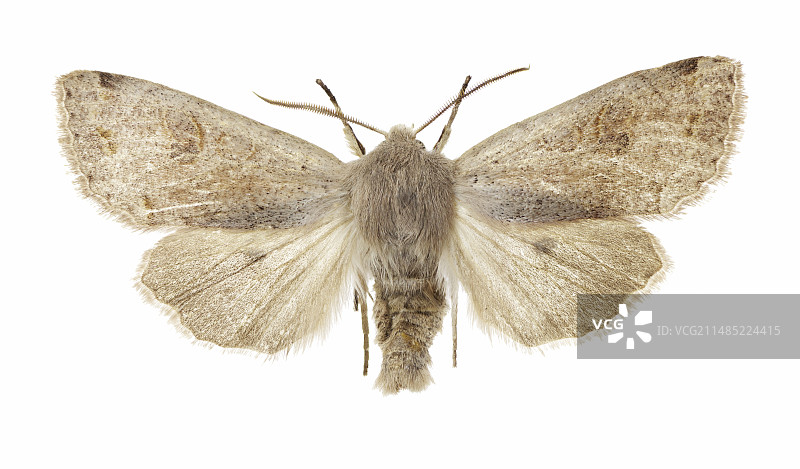 双斑贵格会蛾图片素材