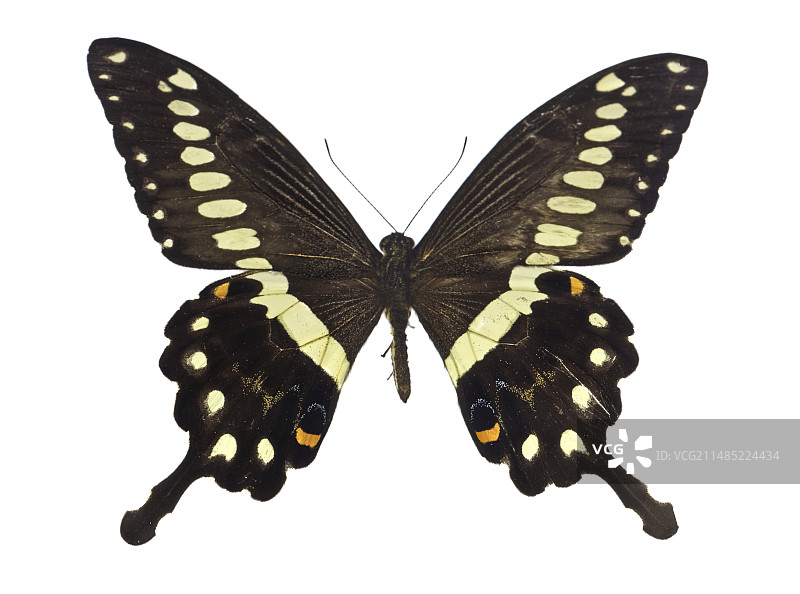 非洲燕尾蝶图片素材