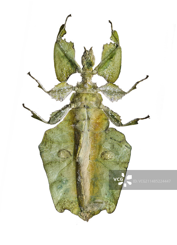 叶子昆虫图片素材