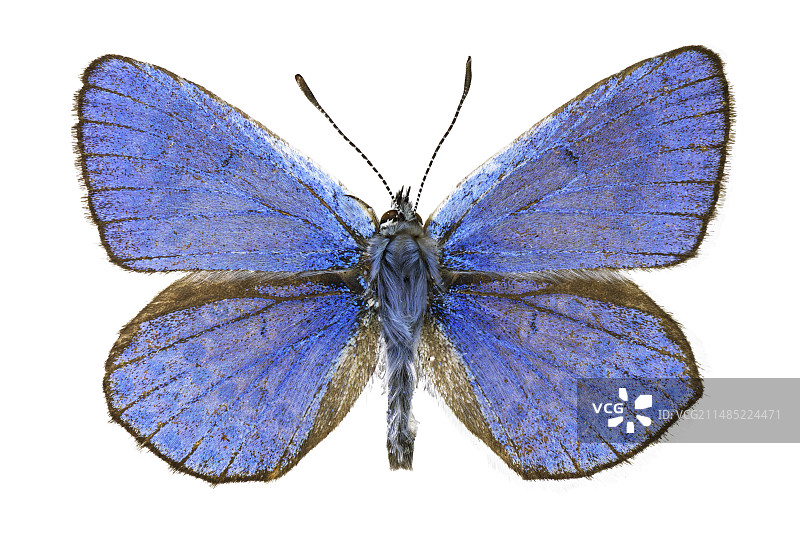 埃舍尔蓝灰蝶图片素材