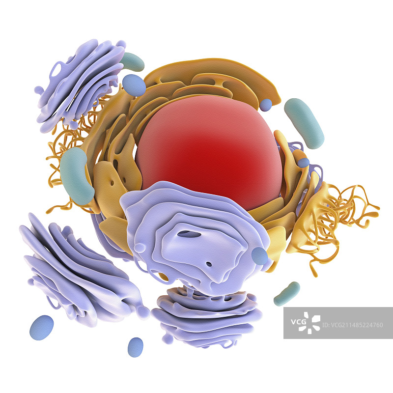 动物细胞器艺术图图片素材