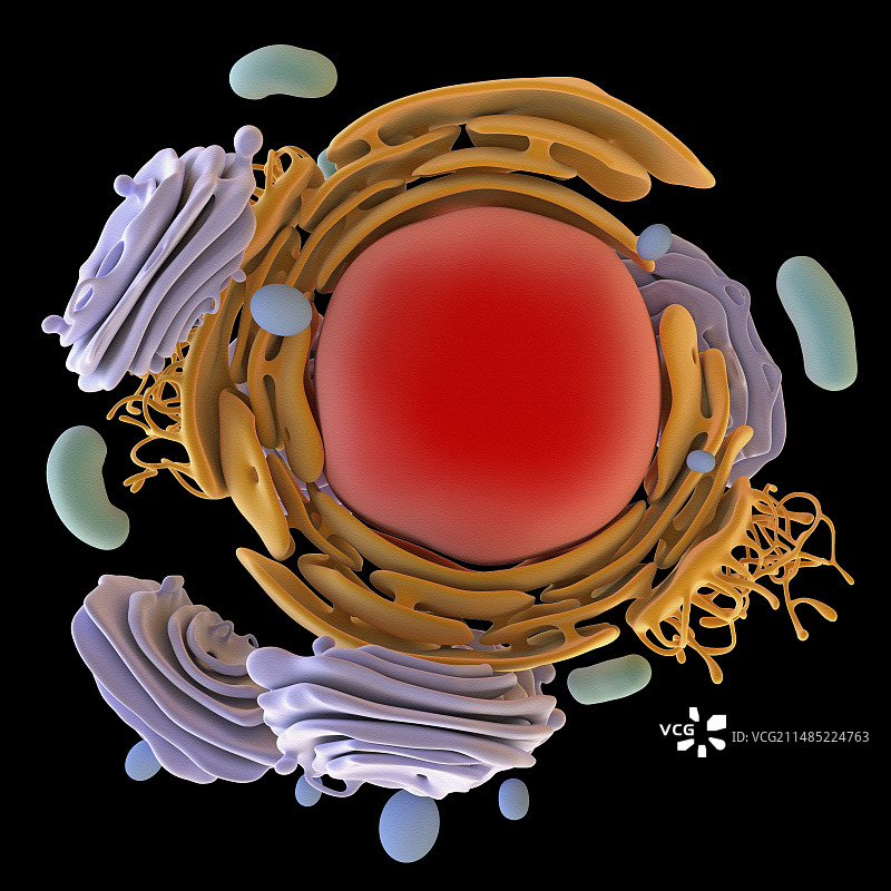 动物细胞器艺术图图片素材