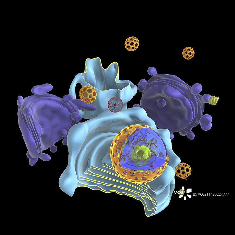 动物细胞器艺术图图片素材