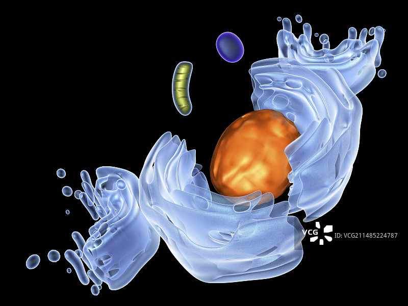动物细胞器艺术图图片素材