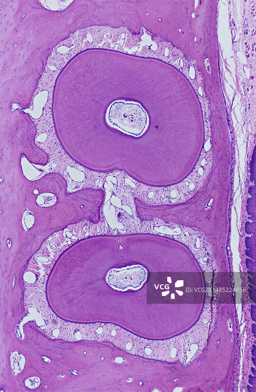 牙齿显微照片图片素材