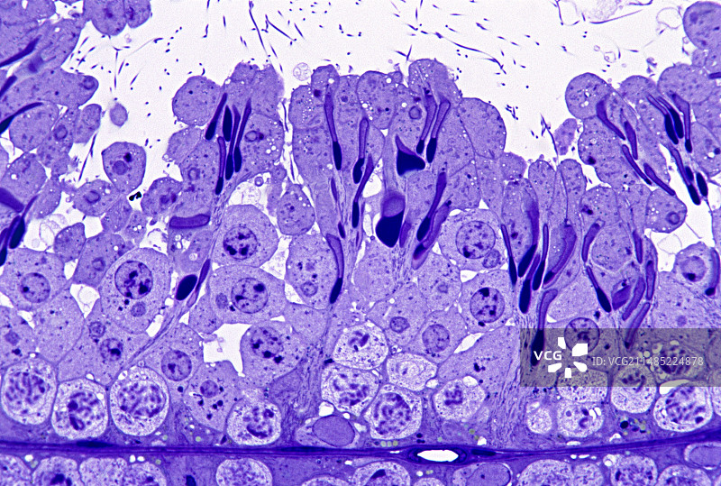 精子生产的光学显微照片图片素材
