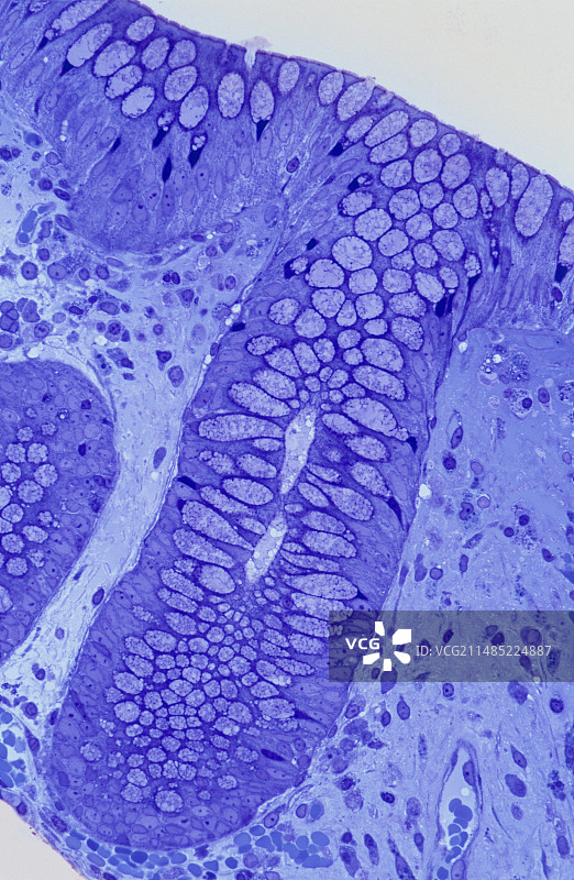大肠显微照片图片素材