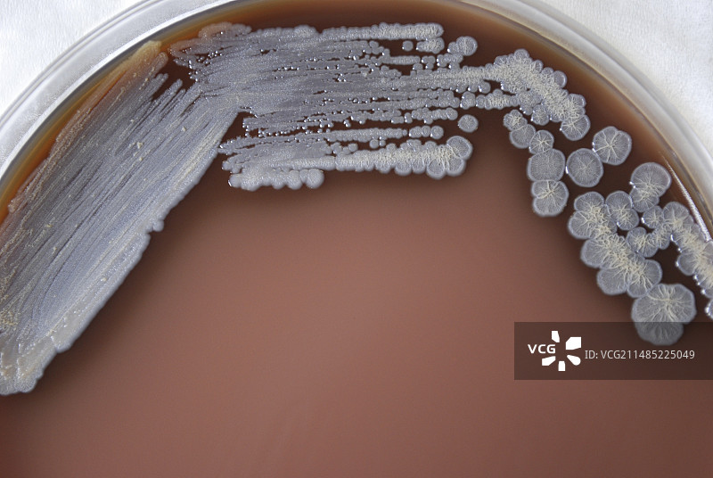 类鼻疽伯克霍尔德菌图片素材