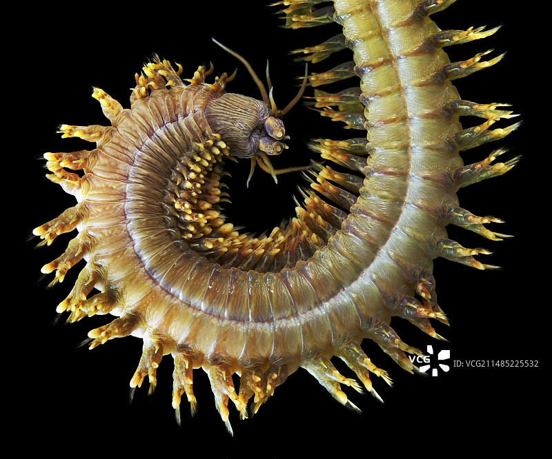 矶沙蚕图片素材