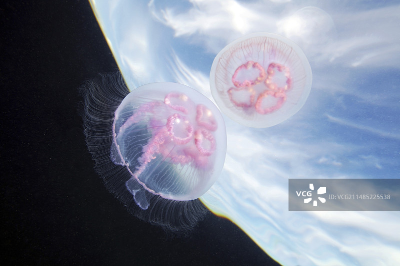 月亮水母图片素材