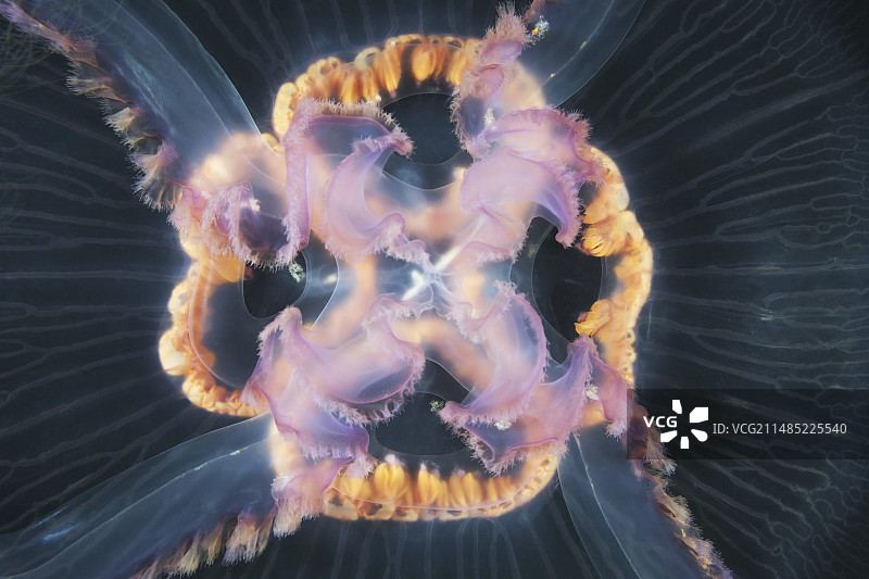 月亮水母图片素材