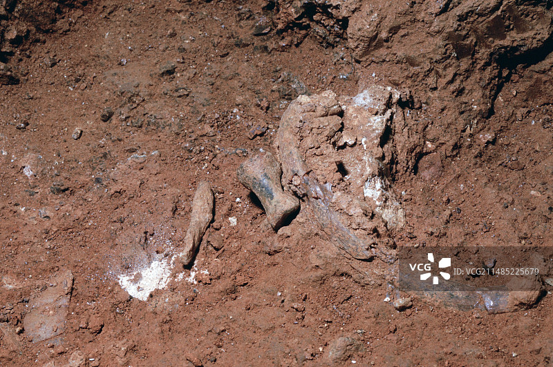 史前指骨化石图片素材