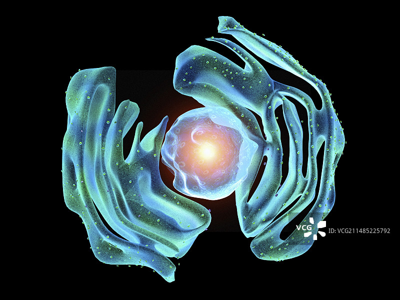 细胞核和内质网图片素材