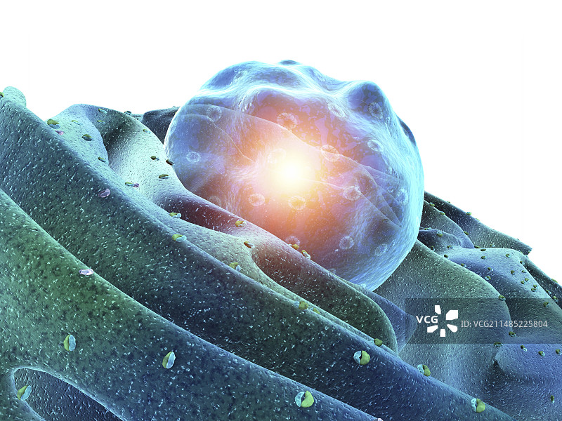 细胞核和内质网图片素材