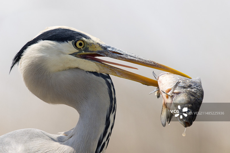 捕获鱼的苍鹭图片素材