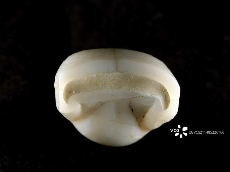 海德堡人牙齿图片素材