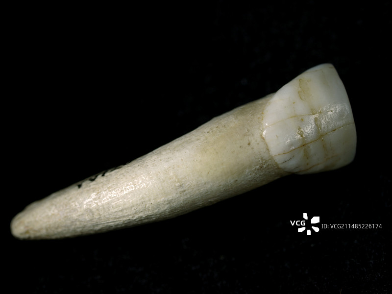 海德堡人牙齿图片素材