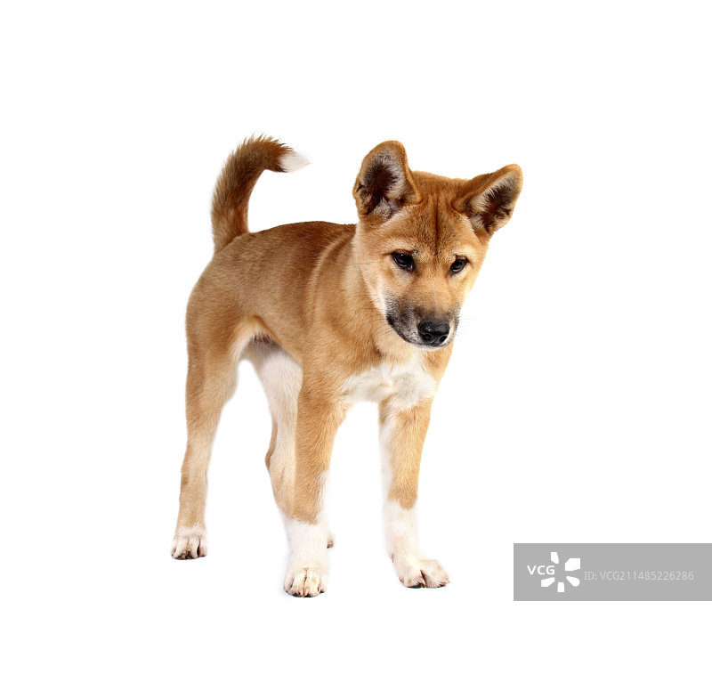 澳洲野犬幼犬图片素材