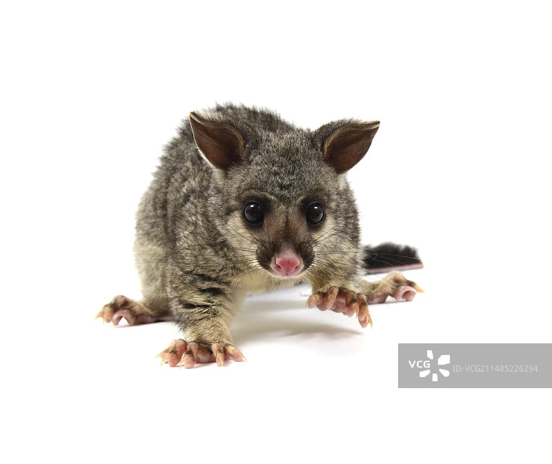小刷尾负鼠图片素材