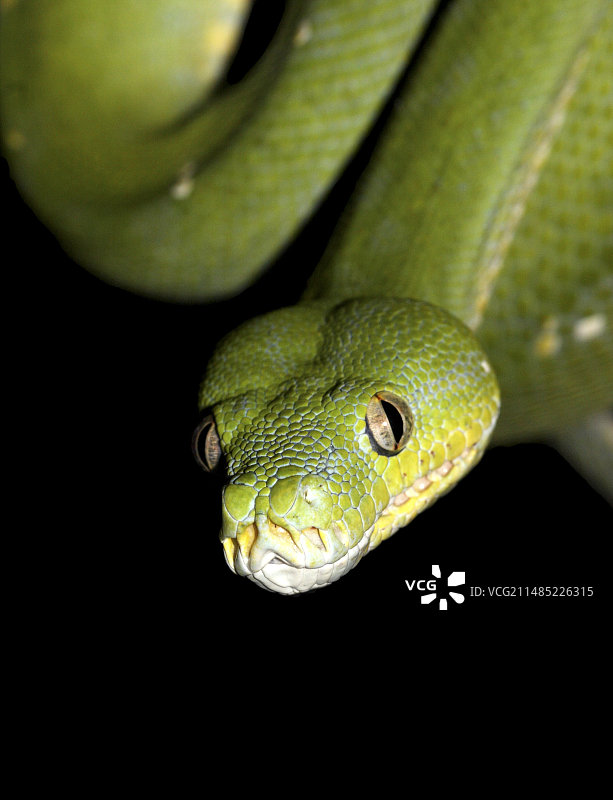 绿树蟒图片素材