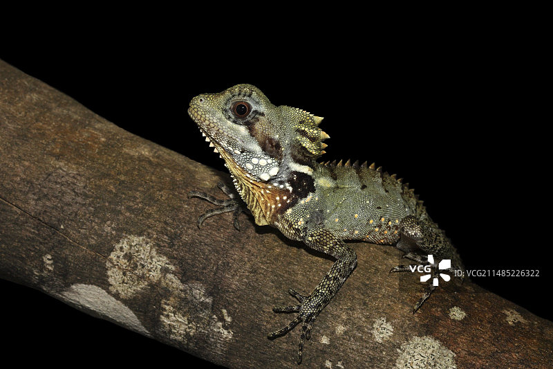 博伊德森林龙图片素材