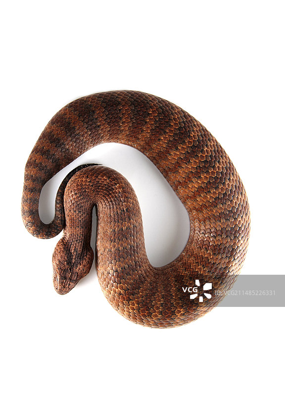 普通死亡蝮蛇图片素材