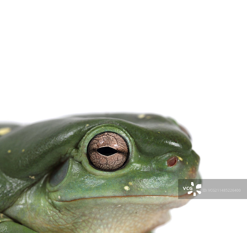 精致的绿树蛙图片素材