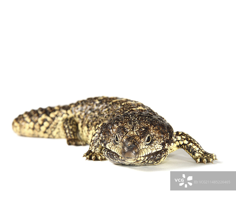 松果石龙子图片素材