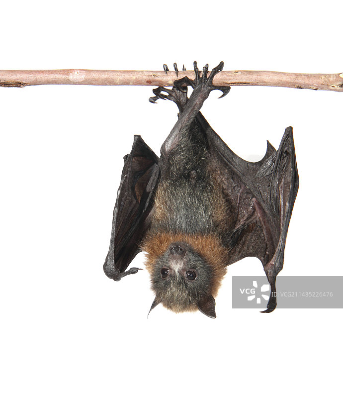 幼年灰头狐蝠图片素材