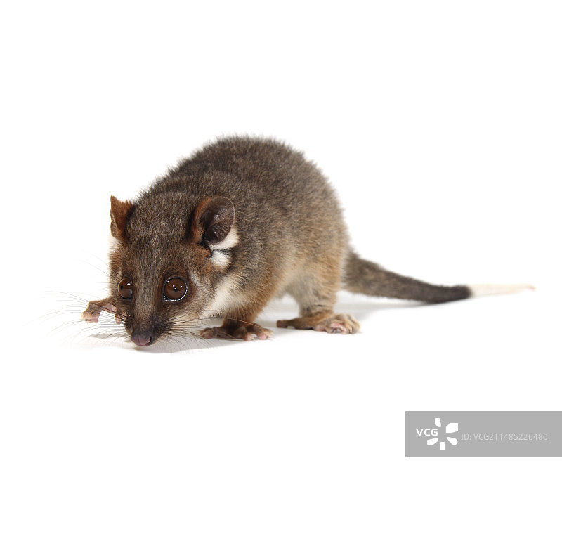 小环尾袋貂图片素材