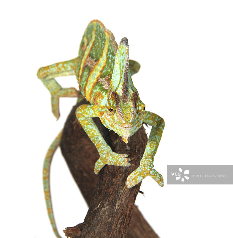 高冠变色龙图片素材