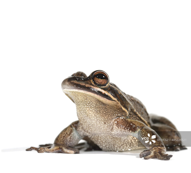 绿金色铃蛙图片素材