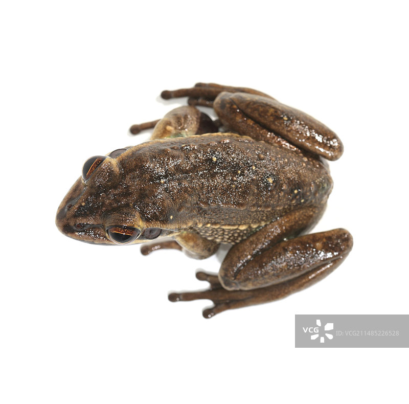 绿金色铃蛙图片素材