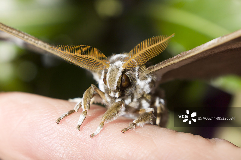 人工饲养的柞蚕图片素材