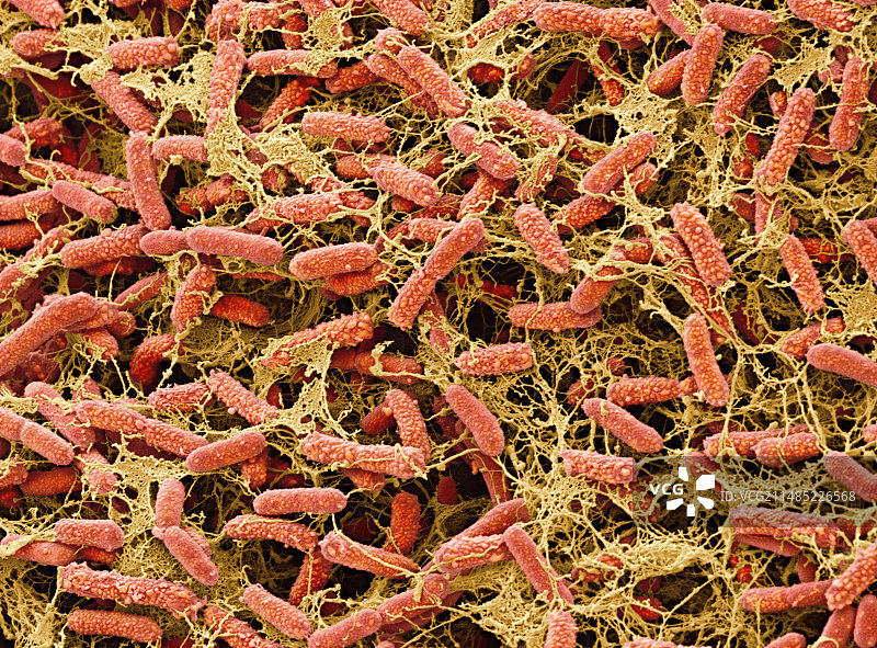 池塘细菌图片素材