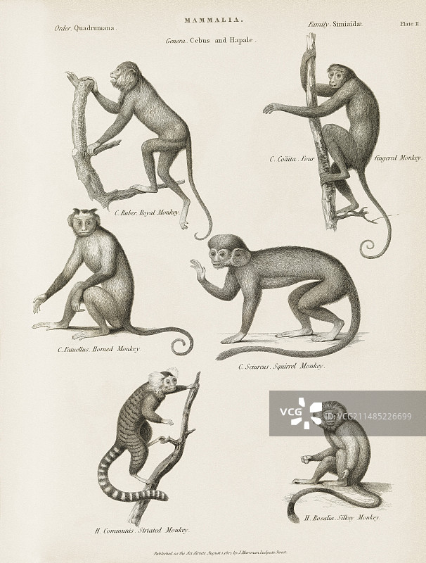 19世纪的新世界猴子图片素材