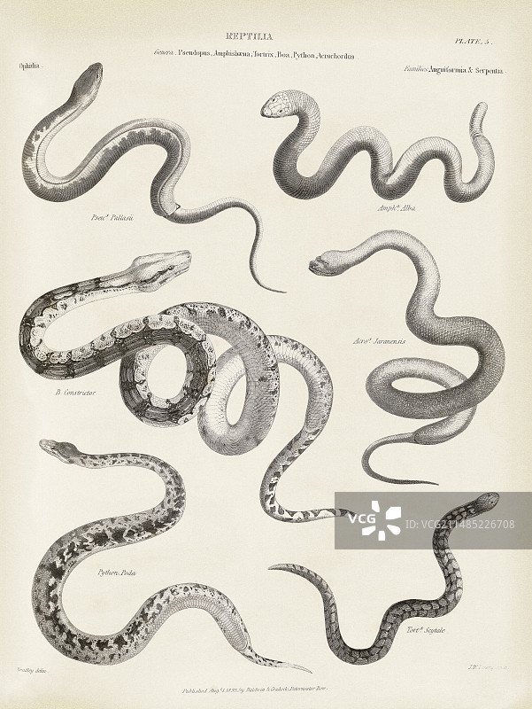 19世纪的蛇和蜥蜴图片素材