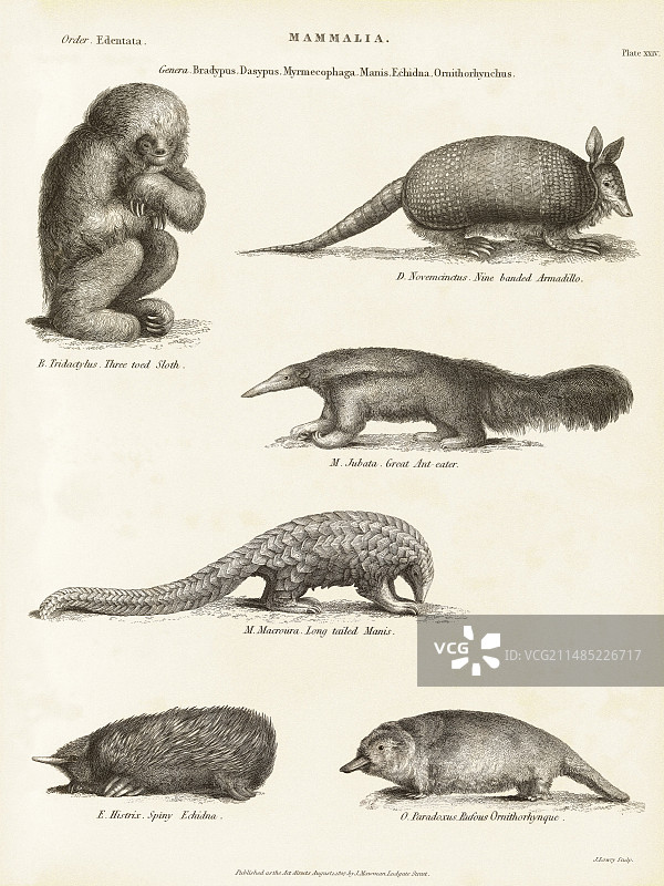 19世纪的奇异哺乳动物图片素材