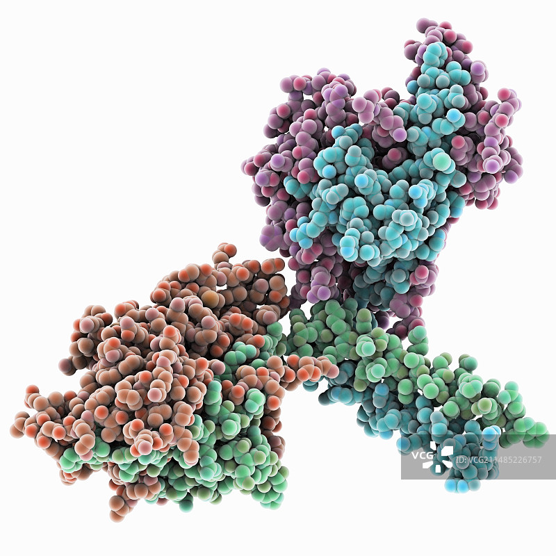 驱动蛋白二聚体图片素材