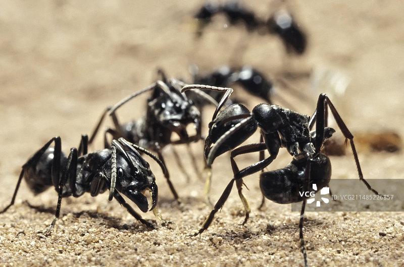 无蚁后的蚂蚁图片素材
