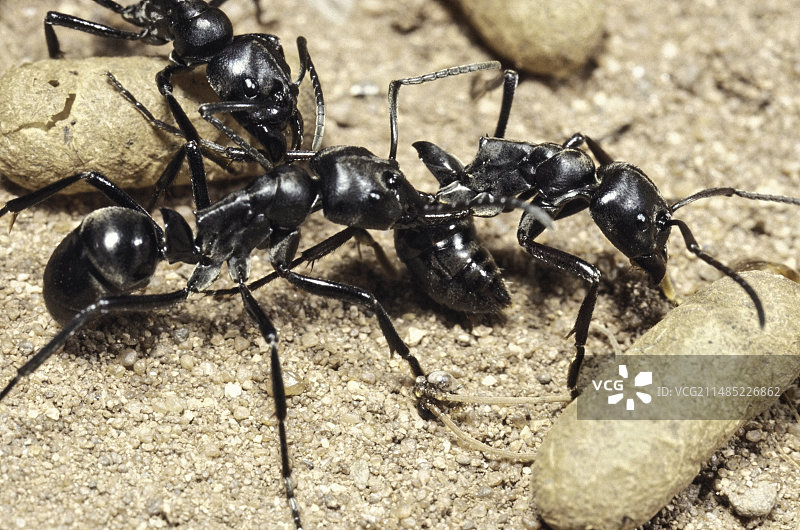 无蚁后的蚂蚁图片素材