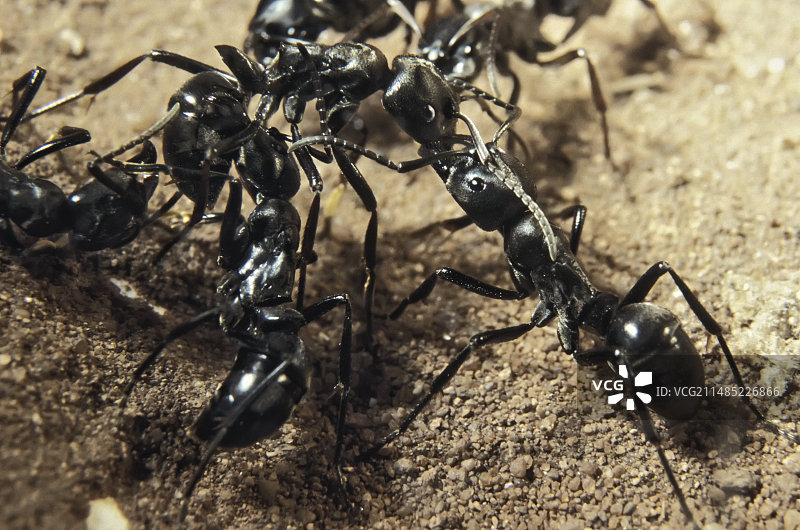 无蚁后的蚂蚁图片素材